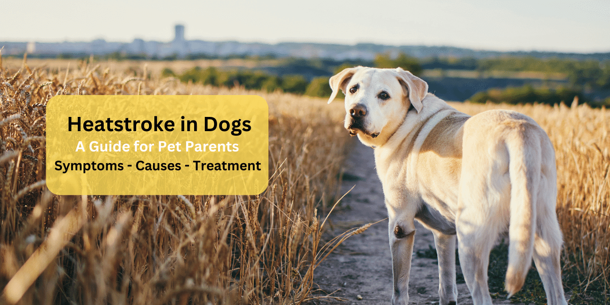 how to treat stroke in dogs