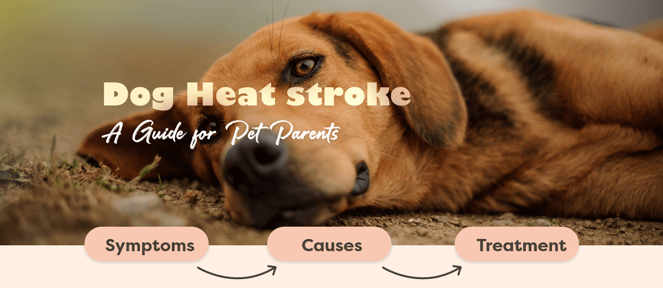 dog-heatstroke-banner-website