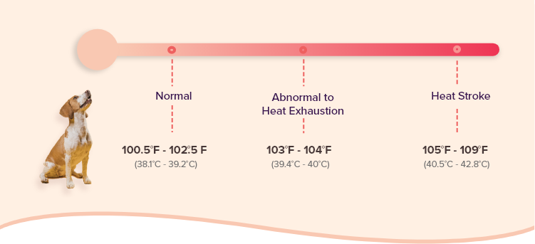 how long does it take a dog to recover from a heat stroke