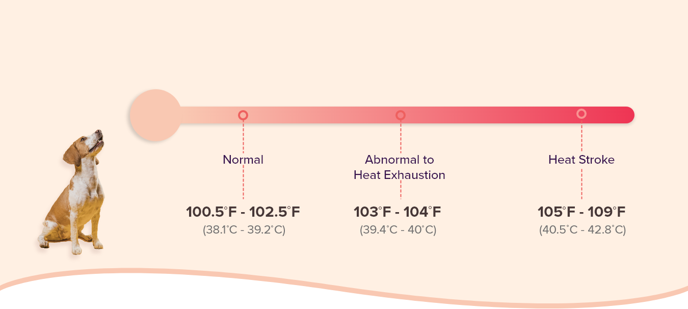 how long does heat stroke in dogs last