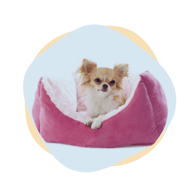 Dog-bed-or-blanket