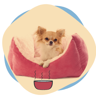 Storage-for-dog